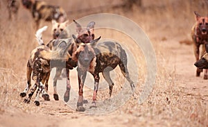 Pack of African Wild Dogs (Lycaon pictus) photo