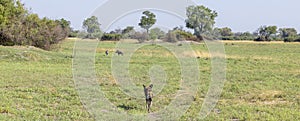 Pack of African Wild Dogs out on a hunt in Botswana, Africa