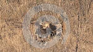 Pack of African Wild Dogs resting and playing on the savanna