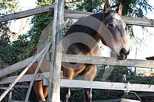 Pack animal riding beast. adult brown horse inside its enclosure