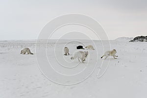 Pack of arctic foxes Vulpes Lagopus in wilde tundra