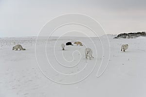 Pack of arctic foxes Vulpes Lagopus in wilde tundra