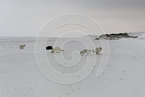 Pack of arctic foxes Vulpes Lagopus in wilde tundra