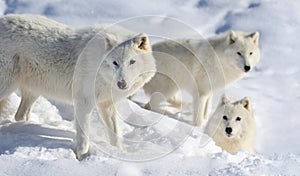 Pack of arctic wolve photo