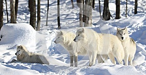pack of arctic wolves in snow