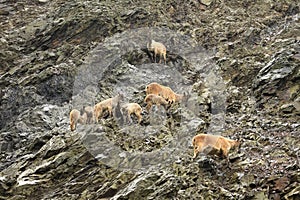 Pack of barbary sheep climbing on rocks