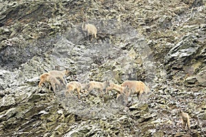 Pack of barbary sheep climbing on rocks