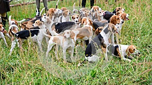 Hunting dogs, hunter hounds, beagle dogs, pack of beagle hounds waiting for hunt