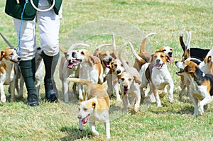Pack of Beagles out hunting photo