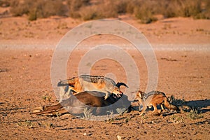 Pack of  Black Backed Jackals, Canis Mesomelas fighting about wildebeest carcass. African wildlife photo, Rooiputs waterhole.