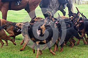 Pack of bloodhounds photo