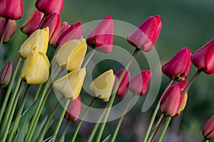 A pack of colorful tulips photo