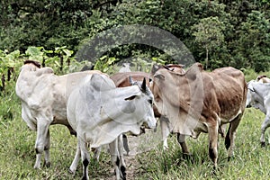 Pack of cows eating