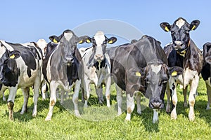 Pack cows in front row, a black and white herd, group together, happy and joyful and playful, bunch of cattle, in a green field