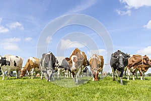 Pack cows grazing and walking towards the camera in a row, a wide view, a pack black white and red, herd in a green field