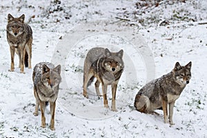 Pack of coyotes in a winter scene photo