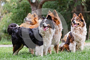 Pack of cute elo dogs outdoors