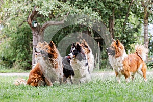 Pack of cute elo dogs outdoors