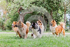 Pack of cute elo dogs outdoors