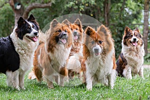 Pack of cute elo dogs outdoors