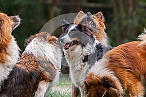 Pack of cute elo dogs outdoors