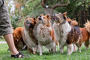 Pack of cute elo dogs outdoors
