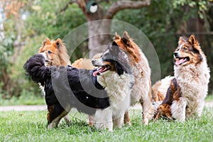 Pack of cute elo dogs outdoors