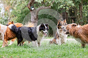Pack of cute elo dogs outdoors