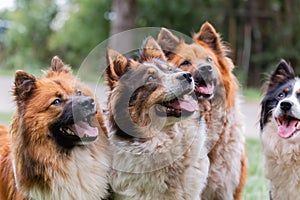 Pack of cute elo dogs outdoors