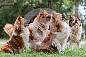 Pack of cute elo dogs outdoors