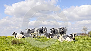 A pack of dairy cows standing and lying in the tall grass of a green field, high sky, the herd cozy together