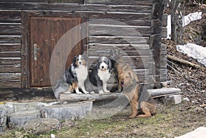Pack of dog: australian shepherd, bearded collie, belgian malinois, airdale terrier resting in front of old wooden cabine