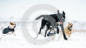 A pack of dogs jack russell terrier is chasing on a winter meadow. Everything in the snow.