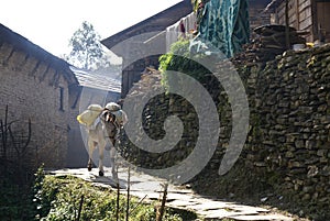 Pack donkey walks through village