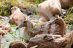 A pack of duck in the puddle
