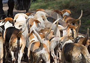 Pack of English Pointer Hunting dogs
