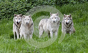 Pack of European Grey Wolves