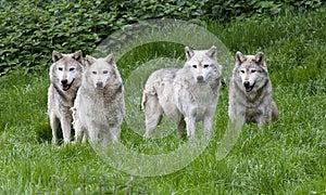 Zabalit z šedá vlci 