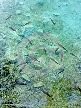 Pack of fishes in transparent water.