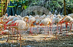 Pack of flamingos with beautiful mood of sunlight