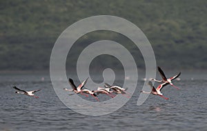 Pack of flamingos in Flight at Lake Bogoria National Reserve in Kenya