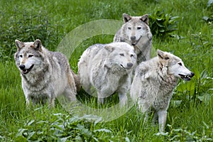 Pack of Four European Grey Wolves