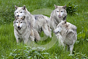 Pack of Four European Grey Wolves