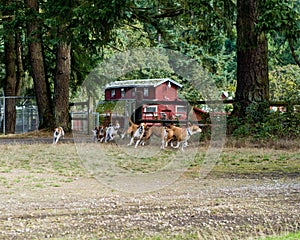 Pack of foxhouds