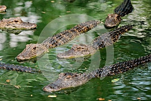 Pack of gators