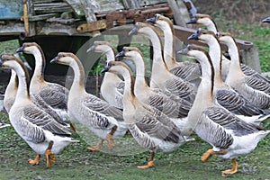 Pack of gooses