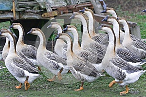 Pack of gooses photo