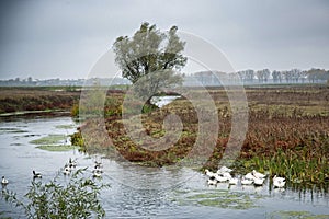 Pack of gooses swimming in Comana delta 