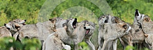 Pack of gray wolf photo