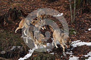 The pack of gray wolves or grey wolves Canis lupus is running in the forest with the rest of snow on the ground